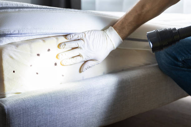 Best Cockroach Control Services  in Fulton, MD