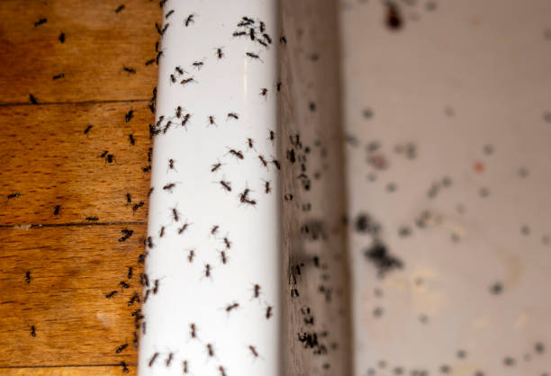 Best Termite Control Services  in Fulton, MD